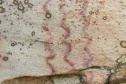 Projeto da UEPG realiza inventário de sítios arqueológicos com pinturas rupestres nos Campos Gerais