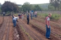 Projeto de extensão da UEL incentiva produção de morangos no Norte Pioneiro - Foto: UEL