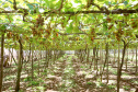 Marialva, plantação de uvas. Marialva,11/10/2019 Foto:jaelson Lucas / AEN