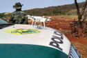 Proteção da fauna paranaense é intensificada com fiscalizações e autuações do Batalhão de Polícia Ambiental no Paraná