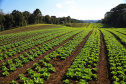 Paraná tem 10,5% da alimentação escolar proveniente de orgânicos