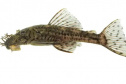 Espécie de peixe descoberta por professor da UEL é batizada de Ancistrus luzia