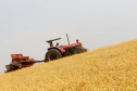 Plantio da segunda safra de milho encerra nos próximos dias e produtividade deve  seguir média histórica