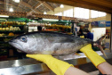 Vigilância Sanitária alerta sobre cuidados na compra de pescados para a Semana Santa
