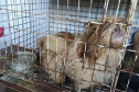  Mais de 150 animais são identificados com sinais de maus tratos em Pato Branco
