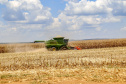 Colheita da segunda safra de milho começa em ritmo lento no Paraná