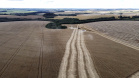 Colheita da segunda safra de milho começa em ritmo lento no Paraná