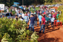 Dia de Campo do Projeto Mandioca Renda mostra resultados de cultivares
