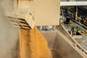 Exportação de milho a granel sobe 161% pelo Porto de Paranaguá