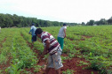 Projetos de transferência de renda para a agricultura familiar serão ampliados no Paraná - 