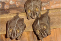IAT oferece atividade prática com morcegos no próximo dia 28, em Cianorte