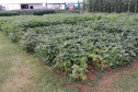 IDR-Paraná apresenta novas cultivares de feijão no Show Rural