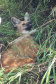 Equipe do IAT resgata lobo-guará atropelado em rodovia dos Campos Gerais