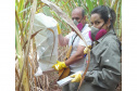 Sesa realiza ação de prevenção e controle da hantavirose em Guarapuava