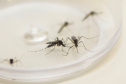 Estado estabelece frente de combate à dengue para intensificar ações em todo o Estado