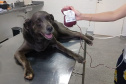 Com iniciativas do Estado, doação de sangue canina salva vidas e previne o agravamento de doenças