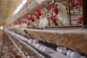 IAT e Adapar assinam Portaria conjunta para prevenção da influenza aviária no Paraná