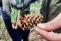  o Instituto Água e Terra estabeleceu novos procedimentos para o cultivo para fins comerciais de pinus, gramíneas, árvores frutíferas, plantas ornamentais e para sombreamento e acácia-negra, todas consideradas plantas exóticas invasoras no Paraná