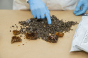 Técnicos do Tecpar analisam as amostras coletadas de abelhas mortas e favos  para  identificar se há resíduos de agrotóxicos.