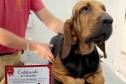 Com iniciativas do Estado, doação de sangue canina salva vidas e previne o agravamento de doenças.