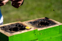Colégio Agrícola da Lapa abraça projeto de abelhas nativas e leva tema às aulas