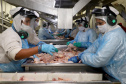 Líder nacional na produção de carne de frango, Paraná bate novo recorde trimestral