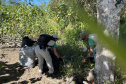 2º mutirão de limpeza de manguezais organizado pela Portos do Paraná retira quase 2,5 toneladas do entorno de Antonina