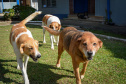 Cães de rua do Complexo Penitenciário de Piraquara recebem atendimento básico e participarão da feira de adoção da Universidade Positivo, em Curitiba