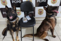 PCPR prende três pessoas em operação contra tráfico de drogas em Jaguariaíva