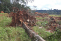 Fiscais do Instituto Água e Terra (IAT) detectaram 245,42 hectares de vegetação nativa retirada ilegalmente e emitiram 167 Autos de Infração Ambiental no Sudoeste do Paraná