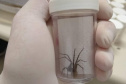 Captura de aranha-marrom garante produção de soro antiloxoscélico no Paraná 