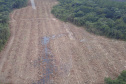 Paraná foi o estado do País que mais reduziu o desmatamento ilegal da Mata Atlântica com queda de 54%.