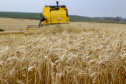 Brasil reduz importação de trigo no primeiro semestre; Paraná tem leve aumento nas exportações