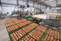 Boletim agropecuário destaca recuo dos preços dos ovos e produtividade alta da cana-de-açúcar