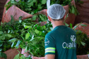   Projeto de erva mate orgânica financiado pelo BRDE expande fronteiras e recebe certificações internacionais 