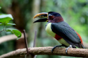 IAT promove observação de aves guiada na Ilha do Mel 