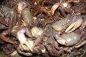 Proibição da pesca do caranguejo-uçá começa nesta sexta-feira no Paraná