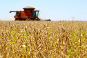 Boletim agropecuário analisa safra de 18,8 milhões de toneladas de soja e preços das carnes