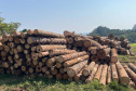 Operação de fiscalização remota aplicou R$ 5,9 milhões em multas por desmatamento ilegal no Paraná.