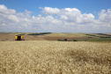 colheita de trigo