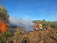 Ação de controle do pinus limpou em junho 11,2 hectares do Parque Estadual de Vila Velha