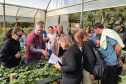 Treino visita para o cultivo de morango dá bons resultados na Região Metropolitana de Curitiba