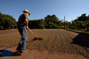 A grade temática contempla a legislação que regula a atividade no Brasil, produção e mercado, processos de colheita e beneficiamento, morfologia e fisiologia do grão, classificação física, torra, protocolo SCAA (Specialty Coffee Association of America) e degustação – de grãos crus e de café torrado e moído. Foto: Antonio Costa/Arquivo - ANPr