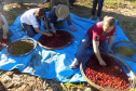 Reunião sobre colheita no município de Pinhalão  -  Foto: Emater