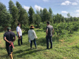 Associação de Fruticultores e Olericultores de Carlópolis - Produtores de goiaba.  -  Foto: 