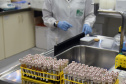 Marco de excelência nos serviços de saúde no Paraná, o Laboratório Central do Estado do Paraná (Lacen) se tornou também referência nacional para determinados exames, como os de resistência microbiana.  Foto: Antonio Américo/SESA - 13/05/2019