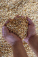 19% das exportações da soja brasileira passa pelos Portos do Paraná. Foto: Claudio Neves/APPA