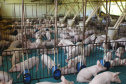 Exportação de suínos cresce 73% e pode aumentar no 2º semestre . Foto: Jonas Oliveira/Arquivo-SECS