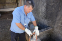 Valdir Machado, da equipe da Sanepar, mostra interior de uma rede de esgoto: óleo adere à tubulação e forma bloco tipo concreto.Foto: Sanepar