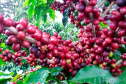 O Instituto Agronômico do Paraná (Iapar) e o Sistema Meteorológico do Paraná (Simepar) alertam que há previsão de geadas na madrugada deste sábado (6) e domingo (7) para toda a região cafeeira paranaense. -  Curitiba, 04/07/2019  -  Emater de Carlópolis